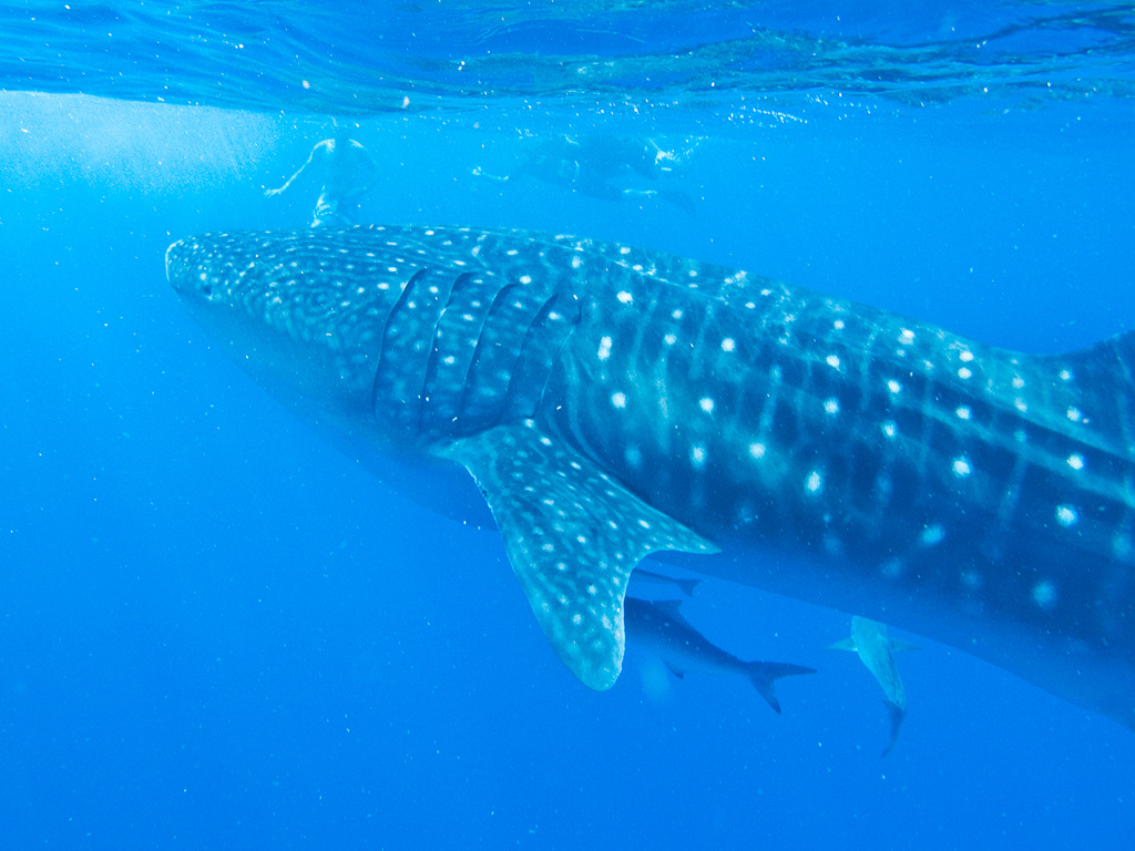 Donde ver tiburon ballena en Australia